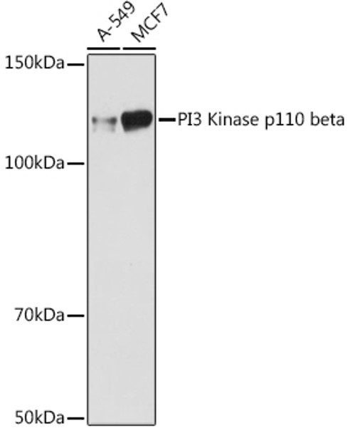 Western blot analysis of extracts of various cell lines, using PI3 Kinase p110 beta antibody (CAB1271) at 1:1000 dilution. Secondary antibody: HRP Goat Anti-Rabbit IgG (H+L) at 1:10000 dilution. Lysates/proteins: 25μg per lane. Blocking buffer: 3% nonfat dry milk in TBST.