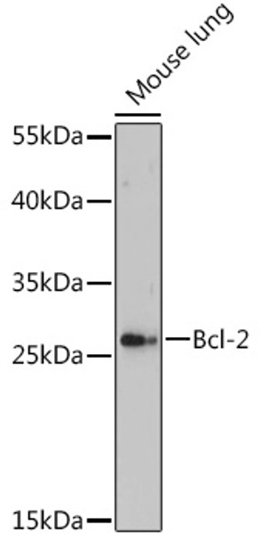 Western blot analysis of extracts of Mouse lung, using Bcl-2 Rabbit pAb (CAB16775) at 1:500 dilution. Secondary antibody: HRP Goat Anti-Rabbit IgG (H+L) at 1:10000 dilution. Lysates/proteins: 25μg per lane. Blocking buffer: 3% nonfat dry milk in TBST.