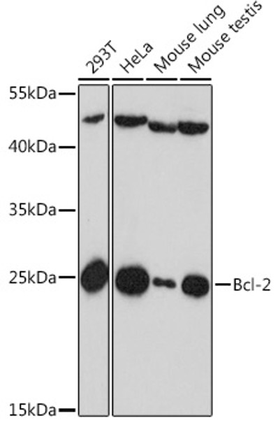 Western blot analysis of extracts of various cells, using Bcl-2 antibody (CAB16776) at 1:1000 dilution. Secondary antibody: HRP Goat Anti-Rabbit IgG (H+L) at 1:10000 dilution. Lysates/proteins: 25μg per lane. Blocking buffer: 3% nonfat dry milk in TBST.