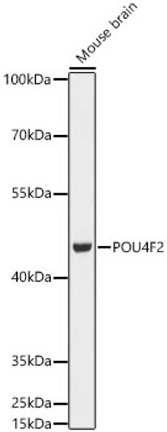 Western blot analysis of Mouse brain, using POU4F2 antibody (CAB19331) at 1:1000 dilution. Secondary antibody: HRP Goat Anti-Rabbit IgG (H+L) at 1:10000 dilution. Lysates/proteins: 25μg per lane. Blocking buffer: 3% nonfat dry milk in TBST.