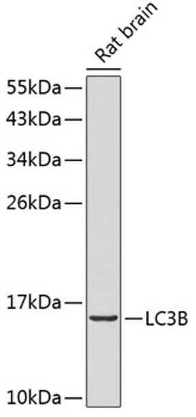 Western blot analysis of extracts of rat brain, using MAP1LC3B antibody (CAB19434). Secondary antibody: HRP Goat Anti-Rabbit IgG (H+L) at 1:10000 dilution. Lysates/proteins: 25μg per lane. Blocking buffer: 3% nonfat dry milk in TBST.