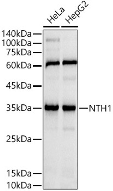 Western blot analysis of extracts of various cell lines, using NTH1 antibody (CAB21118) at1:1000 dilution. Secondary antibody: HRP Goat Anti-Rabbit IgG (H+L) at 1:10000 dilution. Lysates/proteins: 25μg per lane. Blocking buffer: 3% nonfat dry milk in TBST.