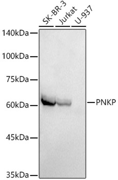 Western blot analysis of extracts of various cell lines, using PNKP antibody (CAB21145) at1:1000 dilution. Secondary antibody: HRP Goat Anti-Rabbit IgG (H+L) at 1:10000 dilution. Lysates/proteins: 25μg per lane. Blocking buffer: 3% nonfat dry milk in TBST.