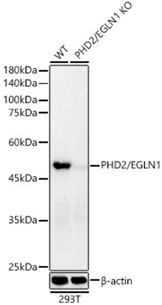 Western blot analysis of extracts from normal (control) and PHD2/EGLN1 knockout (KO) 293T(KO) cells, using PHD2/EGLN1 antibody (CAB21252) at 1:20000 dilution. Secondary antibody: HRP Goat Anti-Rabbit IgG (H+L) at 1:10000 dilution. Lysates/proteins: 25μg per lane. Blocking buffer: 3% nonfat dry milk in TBST.