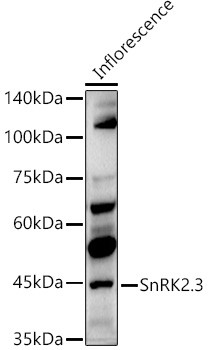 Western blot analysis of extracts of Inflorescence, using SnRK2. 3 antibody (CAB21281) at 1:1000 dilution. Secondary antibody: HRP Goat Anti-Rabbit IgG (H+L) at 1:10000 dilution. Lysates/proteins: 25μg per lane. Blocking buffer: 3% nonfat dry milk in TBST.