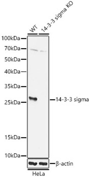 Western blot analysis of extracts from wild type(WT) and 14-3-3 sigma knockout (KO) HeLa(KO) cells, using 14-3-3 sigma antibody (CAB21438) at 1:1000 dilution. Secondary antibody: HRP Goat Anti-Rabbit IgG (H+L) at 1:10000 dilution. Lysates/proteins: 25μg per lane. Blocking buffer: 3% nonfat dry milk in TBST.