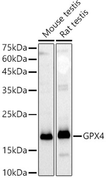 Western blot analysis of extracts of various cell lines, using GPX4 antibody (CAB21440) at 1:1000 dilution. Secondary antibody: HRP Goat Anti-Rabbit IgG (H+L) at 1:10000 dilution. Lysates/proteins: 25μg per lane. Blocking buffer: 3% nonfat dry milk in TBST.