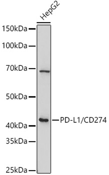 Western blot analysis of extracts of HepG2 cells, using PD-L1/CD274 antibody (CAB21443) at 1:1000 dilution. Secondary antibody: HRP Goat Anti-Rabbit IgG (H+L) at 1:10000 dilution. Lysates/proteins: 25μg per lane. Blocking buffer: 3% nonfat dry milk in TBST.