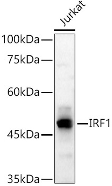 Western blot analysis of extracts from Jurkat cells, using IRF1 Rabbit pAb (CAB21467) at 1:1000 dilution. Secondary antibody: HRP Goat Anti-Rabbit IgG (H+L) at 1:10000 dilution. Lysates/proteins: 25ug per lane. Blocking buffer:3% nonfat dry milk in TBST.