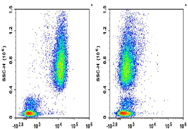 PE Anti-Human CD10 Antibody [HI10a] (AGEL1717)