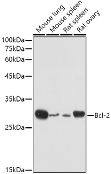 Western blot analysis of extracts of various cell lines, using Bcl-2 antibody (CAB21592) at 1:500 dilution. Secondary antibody: HRP Goat Anti-Rabbit IgG (H+L) at 1:10000 dilution. Lysates/proteins: 25μg per lane. Blocking buffer: 3% nonfat dry milk in TBST.