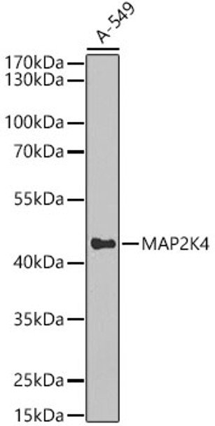 Western blot analysis of A-549, using MAP2K4 antibody (CAB21597) at 1:1000 dilution. Secondary antibody: HRP Goat Anti-Rabbit IgG (H+L) at 1:10000 dilution. Lysates/proteins: 25μg per lane. Blocking buffer: 3% nonfat dry milk in TBST.