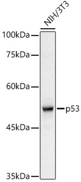 Western blot analysis of extracts of NIH/3T3 cells, using p53 antibody (CAB21631) at 1:1000 dilution. Secondary antibody: HRP Goat Anti-Rabbit IgG (H+L) at 1:10000 dilution. Lysates/proteins: 25μg per lane. Blocking buffer: 3% nonfat dry milk in TBST.