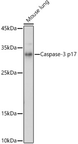 Western blot analysis of extracts of Mouse lung, using Caspase-3 p17 antibody (CAB21677) at 1:1000 dilution. Secondary antibody: HRP Goat Anti-Rabbit IgG (H+L) at 1:10000 dilution. Lysates/proteins: 25μg per lane. Blocking buffer: 3% nonfat dry milk in TBST.