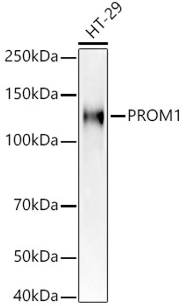 Western blot analysis of extracts of HT-29 cells, using PROM1 antibody (CAB21701) at 1:400 dilution. Secondary antibody: HRP Goat Anti-Rabbit IgG (H+L) at 1:10000 dilution. Lysates/proteins: 25μg per lane. Blocking buffer: 3% nonfat dry milk in TBST.