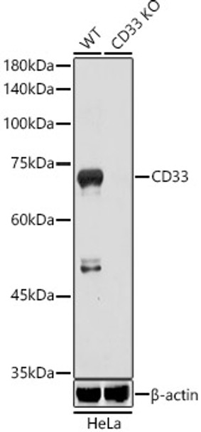 Western blot analysis of extracts from wild type (WT) and CD33 knockout (KO) HeLa U14 CD33 antibody (CAB21714) at 1:1000 dilution. Secondary antibody: HRP Goat Anti-Rabbit IgG (H+L) at 1:10000 dilution. Lysates/proteins: 25μg per lane. Blocking buffer: 3% nonfat dry milk in TBST.