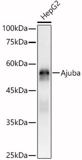 Western blot analysis of HepG2, using Ajuba Rabbit pAb antibody (CAB21760) at 1:1000 dilution. Secondary antibody: HRP Goat Anti-Rabbit IgG (H+L) at 1:10000 dilution. Lysates/proteins: 25μg per lane. Blocking buffer: 3% nonfat dry milk in TBST.