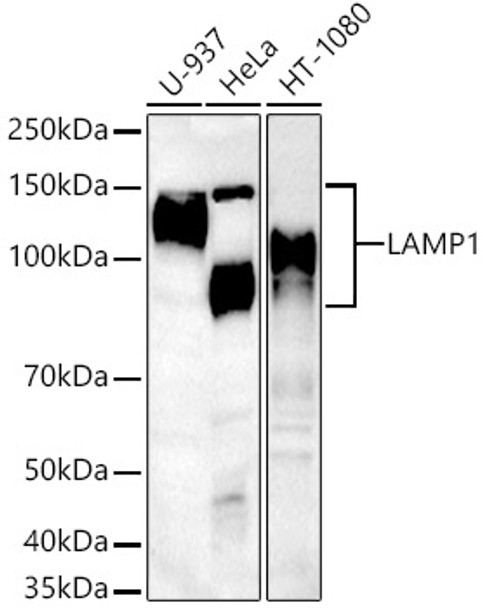 Western blot analysis of various lysates, using LAMP1 Rabbit pAb (CAB21771) at 1:500 dilution. Secondary antibody: HRP Goat Anti-Rabbit IgG (H+L) at 1:10000 dilution. Lysates/proteins: 25ug per lane. Blocking buffer: 3% nonfat dry milk in TBST.