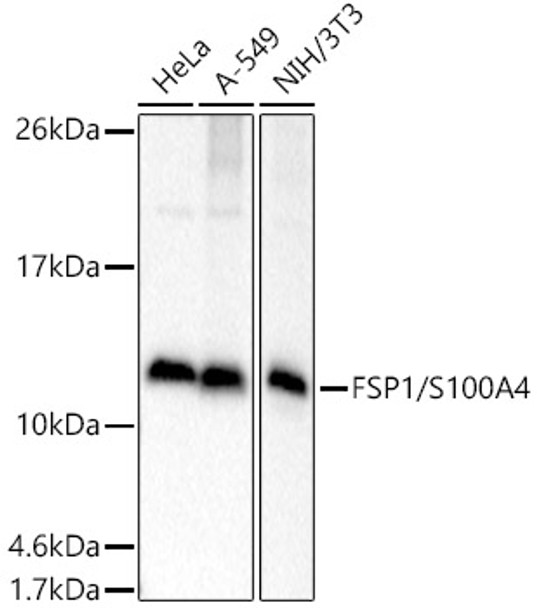 Western blot analysis of extracts of various cell lines, using FSP1/S100A4 antibody (CAB21808) at 1:1000 dilution. Secondary antibody: HRP Goat Anti-Rabbit IgG (H+L) at 1:10000 dilution. Lysates/proteins: 25μg per lane. Blocking buffer: 3% nonfat dry milk in TBST.