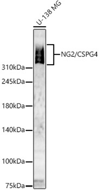 Western blot analysis of U-138 MG, using NG2/CSPG4 Rabbit pAb (CAB21815) at 1:6000 dilution. Secondary antibody: HRP Goat Anti-Rabbit IgG (H+L) at 1:10000 dilution. Lysates/proteins: 25ug per lane. Blocking buffer: 3% nonfat dry milk in TBST.