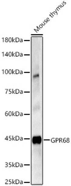 Western blot analysis of Mouse thymus, using GPR68 Rabbit pAb (CAB21838) at 1:1000 dilution. Secondary antibody: HRP Goat Anti-Rabbit IgG (H+L) at 1:10000 dilution. Lysates/proteins: 25μg per lane. Blocking buffer: 3% nonfat dry milk in TBST.