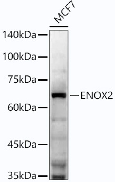 Western blot analysis of extracts of MCF7 cells, using ENOX2 antibody (CAB21967) at1:2000 dilution. Secondary antibody: HRP Goat Anti-Rabbit IgG (H+L) at 1:200000 dilution. Lysates/proteins: 25μg per lane. Blocking buffer: 3% nonfat dry milk in TBST.