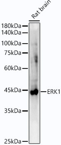 Western blot analysis of extracts of Rat brain, using ERK1 antibody (CAB21975) at1:10000 dilution. Secondary antibody: HRP Goat Anti-Rabbit IgG (H+L) at 1:10000 dilution. Lysates/proteins: 25μg per lane. Blocking buffer: 3% nonfat dry milk in TBST.