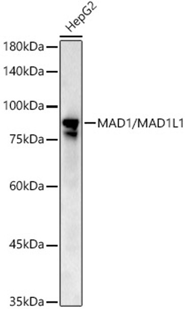 Western blot analysis of HepG2, using MAD1/MAD1L1 Rabbit pAb antibody (CAB22000) at 1:500 dilution. Secondary antibody: HRP Goat Anti-Rabbit IgG (H+L) at 1:10000 dilution. Lysates/proteins: 25μg per lane. Blocking buffer: 3% nonfat dry milk in TBST.