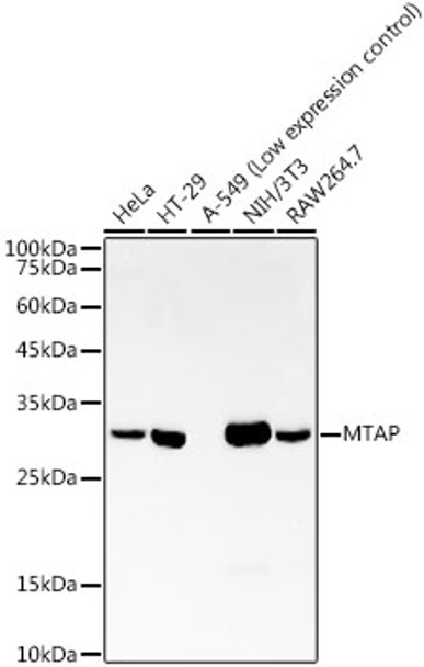 Western blot analysis of extracts of various cell lines, using MTAP antibody (CAB22045) at1:2000 dilution. Secondary antibody: HRP Goat Anti-Rabbit IgG (H+L) at 1:10000 dilution. Lysates/proteins: 25μg per lane. Blocking buffer: 3% nonfat dry milk in TBST.