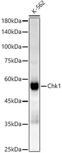 Western blot analysis of extracts of K-562 cells, using Chk1 antibody (CAB22055) at1:10000 dilution. Secondary antibody: HRP Goat Anti-Rabbit IgG (H+L) at 1:10000 dilution. Lysates/proteins: 25μg per lane. Blocking buffer: 3% nonfat dry milk in TBST.