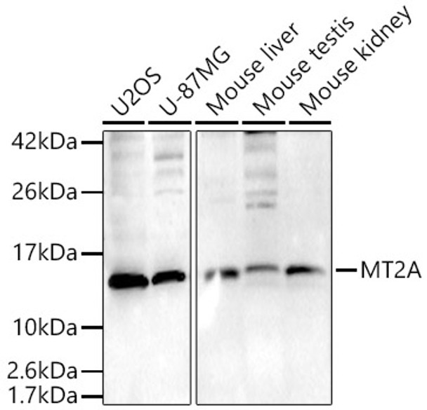 Western blot analysis of various lysates, using MT2A Rabbit pAb antibody (CAB22103) at 1:1000 dilution. Secondary antibody: HRP Goat Anti-Rabbit IgG (H+L) at 1:10000 dilution. Lysates/proteins: 25μg per lane. Blocking buffer: 3% nonfat dry milk in TBST.