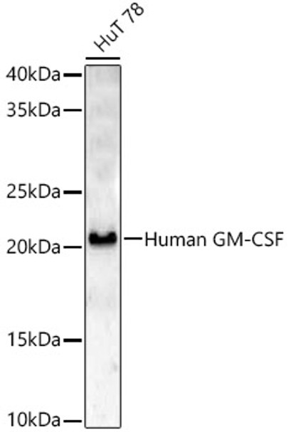 Western blot analysis of HuT 78, using Human GM-CSF Rabbit pAb (CAB22109) at 1:1000 dilution. Secondary antibody: HRP Goat Anti-Rabbit IgG (H+L) at 1:10000 dilution. Lysates/proteins: 25ug per lane. Blocking buffer: 3% nonfat dry milk in TBST.