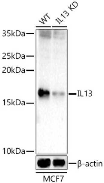 Western blot analysis of extracts from wild type(WT) and IL13 Rabbit pAb knockdown (KD) MCF7 cells, using IL13 Rabbit pAb antibody (CAB22112) at 1:400 dilution. Secondary antibody: HRP Goat Anti-Rabbit IgG (H+L) at 1:10000 dilution. Lysates/proteins: 25μg per lane. Blocking buffer: 3% nonfat dry milk in TBST.
