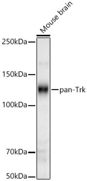 Western blot analysis of Mouse brain, using pan-Trk Rabbit pAb (CAB22121) at 1:400 dilution. Secondary antibody: HRP Goat Anti-Rabbit IgG (H+L) at 1:10000 dilution. Lysates/proteins: 25ug per lane. Blocking buffer: 3% nonfat dry milk in TBST.
