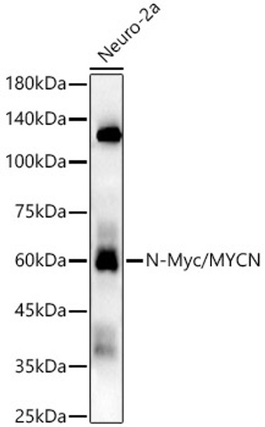 Western blot analysis of extracts from Neuro-2a, using N-Myc/MYCN Rabbit mAb (CAB22175) at1:3000 dilution. Secondary antibody: HRP Goat Anti-Rabbit IgG (H+L) at 1:10000 dilution. Lysates/proteins: 25μg per lane. Blocking buffer: 3% nonfat dry milk in TBST.