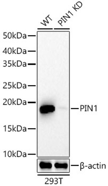 Western blot analysis of extracts from wild type(WT) and Pin1 knockdown (KD) 293T(KD) cells, using Pin1 antibody (CAB22470) at 1:2000 dilution. Secondary antibody: HRP Goat Anti-Rabbit IgG (H+L) at 1:10000 dilution. Lysates/proteins: 25μg per lane. Blocking buffer: 3% nonfat dry milk in TBST.