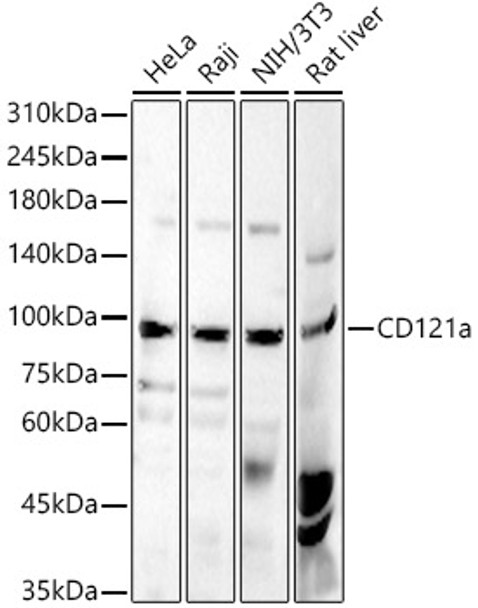 Western blot analysis of various lysates, using CD121a antibody (CAB22540) at 1:600 dilution. Secondary antibody: HRP Goat Anti-Rabbit IgG (H+L) at 1:10000 dilution. Lysates/proteins: 25μg per lane. Blocking buffer: 3% nonfat dry milk in TBST.