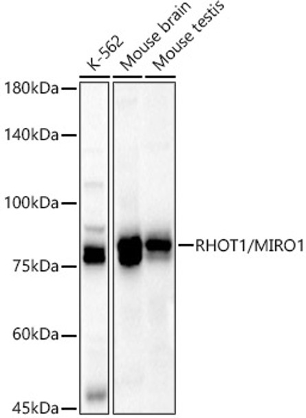 Western blot analysis of various lysates, using RHOT1/MIRO1 antibody (CAB22551) at 1:400 dilution. Secondary antibody: HRP Goat Anti-Rabbit IgG (H+L) at 1:10000 dilution. Lysates/proteins: 25μg per lane. Blocking buffer: 3% nonfat dry milk in TBST.