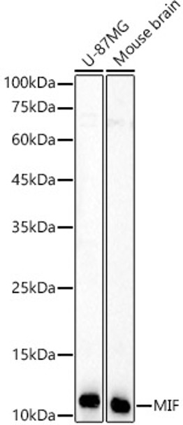 Western blot analysis of various lysates, using MIF antibody (CAB22682) at 1:500 dilution. Secondary antibody: HRP Goat Anti-Rabbit IgG (H+L) at 1:10000 dilution. Lysates/proteins: 25μg per lane. Blocking buffer: 3% nonfat dry milk in TBST.