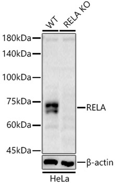 Western blot analysis of extracts from wild type(WT) and RELA knockout (KO) HeLa cells, using RELA Rabbit pAb antibody (CAB22684) at 1:700 dilution. Secondary antibody: HRP Goat Anti-Rabbit IgG (H+L) at 1:10000 dilution. Lysates/proteins: 25ug per lane. Blocking buffer: 3% nonfat dry milk in TBST.