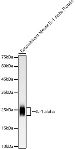 Western blot analysis of Recombinant Mouse IL-1 alpha Protein, using IL-1 alpha antibody (CAB22766) at 1:10000 dilution. Secondary antibody: HRP Goat Anti-Rabbit IgG (H+L) at 1:10000 dilution. Lysates/proteins: 25μg per lane. Blocking buffer: 3% nonfat dry milk in TBST.