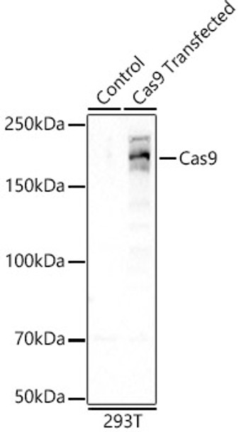 Western blot analysis of 293T, using Cas9 antibody (CAB23005) at 1:1000 dilution. Secondary antibody: HRP Goat Anti-Rabbit IgG (H+L) at 1:10000 dilution. Lysates/proteins: 25μg per lane. Blocking buffer: 3% nonfat dry milk in TBST.