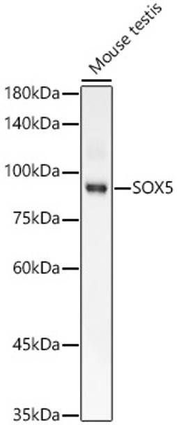 Western blot analysis of Mouse testis, using SOX5 antibody (CAB23127) at 1:2000 dilution. Secondary antibody: HRP Goat Anti-Rabbit IgG (H+L) at 1:10000 dilution. Lysates/proteins: 25μg per lane. Blocking buffer: 3% nonfat dry milk in TBST.