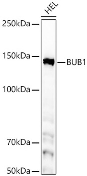 Western blot analysis of HEL, using BUB1 Rabbit mAb (CAB23198) at 1:1000 dilution. Secondary antibody: HRP Goat Anti-Rabbit IgG (H+L) at 1:10000 dilution. Lysates/proteins: 25μg per lane. Blocking buffer: 3% nonfat dry milk in TBST.