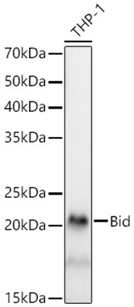 Western blot analysis of THP-1, using Bid Rabbit mAb (CAB23234) at 1:1000 dilution. Secondary antibody: HRP Goat Anti-Rabbit IgG (H+L) at 1:10000 dilution. Lysates/proteins: 25μg per lane. Blocking buffer: 3% nonfat dry milk in TBST.