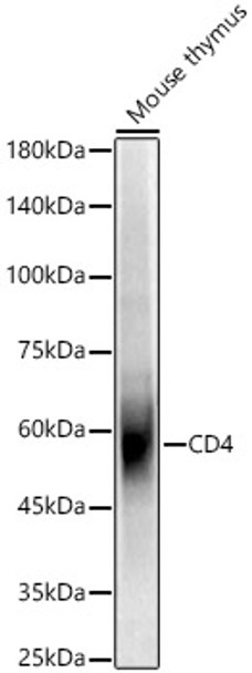 Western blot analysis of Mouse thymus, using CD4 Rabbit pAb (CAB23259) at 1:500 dilution. Secondary antibody: HRP Goat Anti-Rabbit IgG (H+L) at 1:10000 dilution. Lysates/proteins: 25μg per lane. Blocking buffer: 3% nonfat dry milk in TBST.