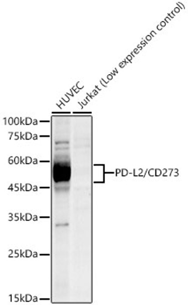 Western blot analysis of various lysates, using PD-L2/CD273 Rabbit mAb (CAB23287) at 1:1000 dilution. Secondary antibody: HRP Goat Anti-Rabbit IgG (H+L) at 1:10000 dilution. Lysates/proteins: 25μg per lane. Blocking buffer: 3% nonfat dry milk in TBST.