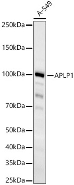 Western blot analysis of A-549, using APLP1 Rabbit mAb (CAB23426) at 1:1000 dilution. Secondary antibody: HRP Goat Anti-Rabbit IgG (H+L) at 1:10000 dilution. Lysates/proteins: 25μg per lane. Blocking buffer: 3% nonfat dry milk in TBST.