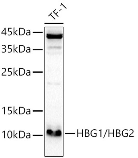 Western blot analysis of extracts of TF-1, using HBG1/HBG2 Rabbit pAb (CAB23436) at 1:1000 dilution. Secondary antibody: HRP Goat Anti-Rabbit IgG (H+L) at 1:10000 dilution. Lysates/proteins: 25μg per lane. Blocking buffer: 3% nonfat dry milk in TBST.