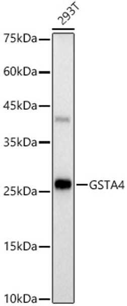 Western blot analysis of 293T, using GSTA4 Rabbit mAb (CAB23555) at 1:800 dilution. Secondary antibody: HRP Goat Anti-Rabbit IgG (H+L) at 1:10000 dilution. Lysates/proteins: 25μg per lane. Blocking buffer: 3% nonfat dry milk in TBST.
